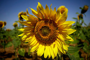 Вера в лучшее