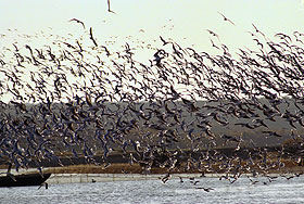 Решить проблему в "нашем поколении"