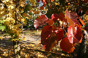Позднее бабье лето