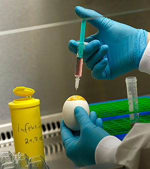 В России зарегистрировано 570 случаев гриппа A/H1N1