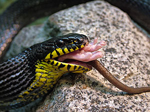 Мышеловка в ОСАГО