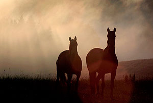 Быстрый рост и туманные перспективы