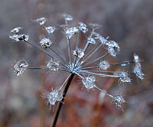 Дожди, тучи, первый снег