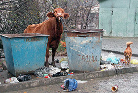 Банк данных на свалке