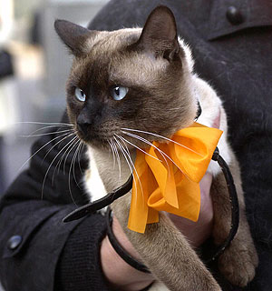 Ющенко в поисках котенка