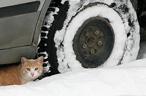 Морозы, проблемы