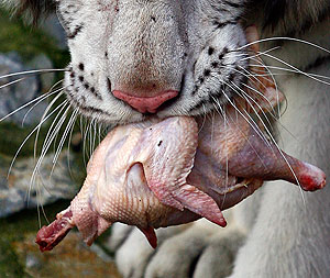 В новый год без хлора