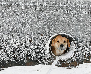 Холода идут