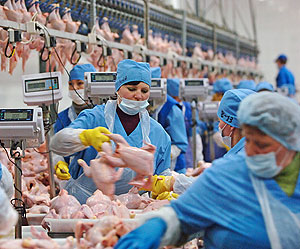 Российские птицы полетят за границу?