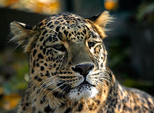 Леопард из "Речника"