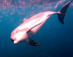 Где же ты, розовый дельфин
