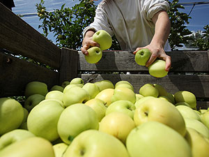 Список тридцати трех