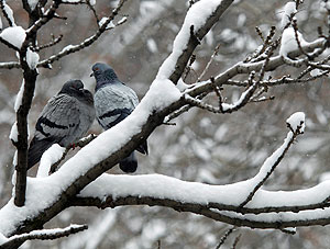 Снег – идти и идти