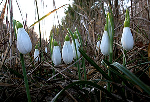 Весну вызывали?