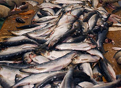 Печенье и селедку вычеркнули