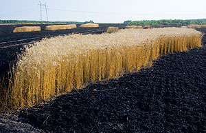 Засуха уничтожила 33 миллиарда