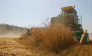 Засуха: плюс инфляция, минус ВВП