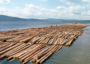 Рослесхоз переподчинили