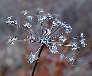 Первые заморозки