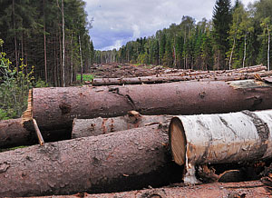 Химкинский лес: решение пока не принято