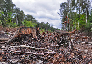 Из леса в суд