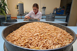 Урожай зерна считает потери