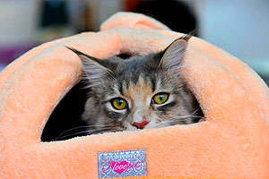 Это просто жизнь