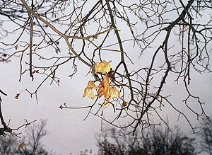 Зима позже обычного