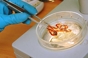 "Никакой червяк в Кремль не прокрался"