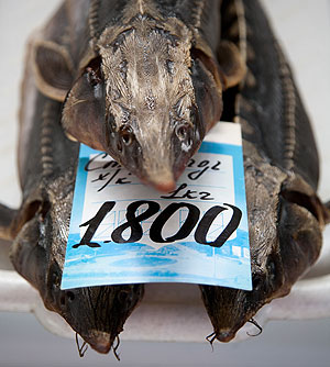 Правительство не справляется с ценами