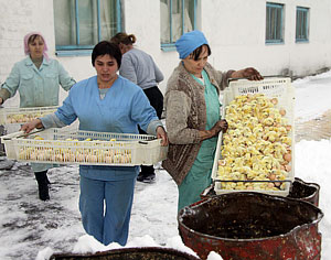 Цыплята в уголовном деле. Фото