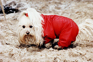 Когда-то это были сапоги