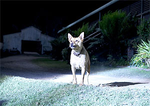 Племя младое, незнакомое