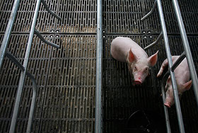 Диоксиновый скандал