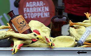 Немецкие куры non grata