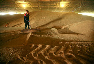 Зерно за камнями на площади