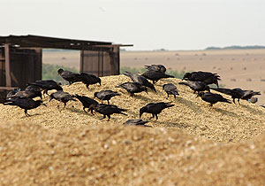 Инфляция как мерило успеха