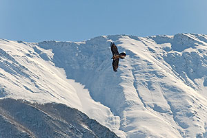 Особенности охоты на Умарова