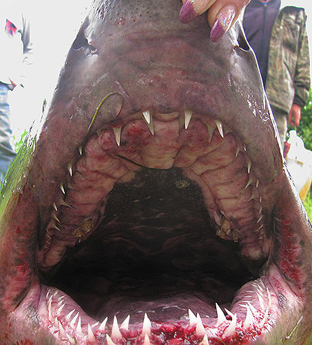 Акула, пойманная рыбаками в Кавалеровском районе. Размер акулы составляет 2,2 метра.