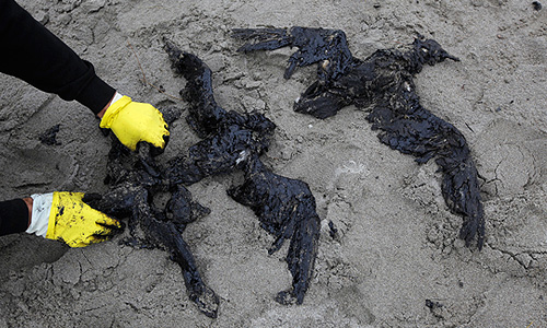 На побережье развернут реабилитационный центр для спасения пострадавших животных. Первыми пациентами стала группа пингвинов, которых отмыли от нефти. Образовавшееся после кораблекрушения нефтяное пятно диаметром более 5 километров уже достигло береговой линии страны.