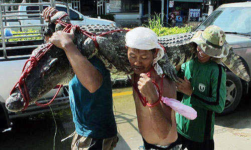 Властям Таиланда, вероятно, потребуется минимум месяц, чтобы ликвидировать последствия наводнения в Бангкоке, сообщила премьер-министр страны Йинглук Чинават.