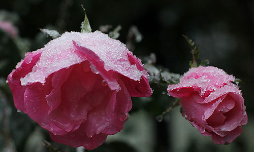 Высота снежного покрова в ряде мест достигает 80 см. Особенность снежной бури заключается в том, что снег падает на деревья, на которых еще висят листья. Под тяжестью снега, который собирают деревья, ветки ломаются и падают на линии электропередач, дороги, дома и автомобили.