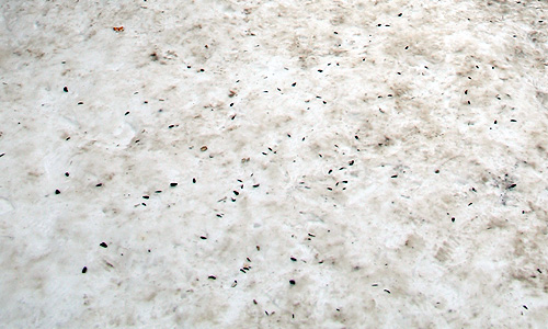 Утром в четверг на центральной площади города уже не было ни митингующих, ни автоматчиков. Только снег, тлеющие жбаны, в которых разводили костры, и многочисленные упаковки от семечек.