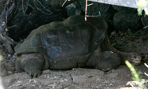2008 год. Одинокий Джордж отдыхает в своем укрытии.