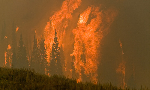 Жители около 480 домов в округе Лейк каунти на севере американского штата Калифорния были эвакуированы в связи с лесными пожарами, сообщает во вторник газета Los Angeles Times. Огонь охватил площадь в 2 тыс. га, в настоящее время пожарные продолжают с ним бороться. Благодаря оперативным мерам, предпринятым властями и спасателями, от пожаров пострадал только один пожарный и один местный житель, никто не погиб, отмечает газета.