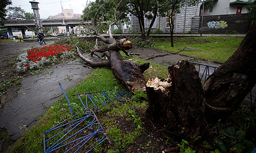 Дерево, поваленное штормовым ветром, в одном из дворов Владивостока.