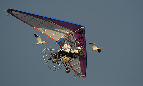 Владимир Путин за штурвалом мотодельтаплана, который стерхи принимают за своего вожака, во время полета. В. Путин принял участие в научном эксперименте в рамках проекта "Полет надежды" по спасению редкого вида журавлей - стерхов, цель которого - показать выращенным в питомнике птицам маршрут перелета.