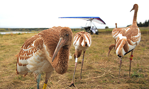 Журавли-стерхи на орнитологической станции "Кушеват" на Ямале.