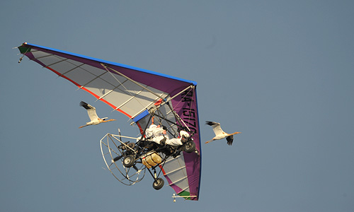 2012 год.  В. Путин принял участие в научном эксперименте в рамках проекта "Полет надежды" по спасению редкого вида журавлей - стерхов.