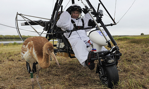 2012 год.  В. Путин принял участие в научном эксперименте в рамках проекта "Полет надежды" по спасению редкого вида журавлей - стерхов.
